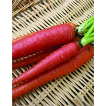 Fresh Red Carrot